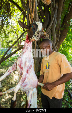 A goat being butchered at the Moet school in Mangochi, Malawi. Moet, standards for Mangochi Orphans Educational Training. The school runs on permaculture lines, showing pupils how to grow food on organic natural principles, that have minimum impact on the environment. Stock Photo