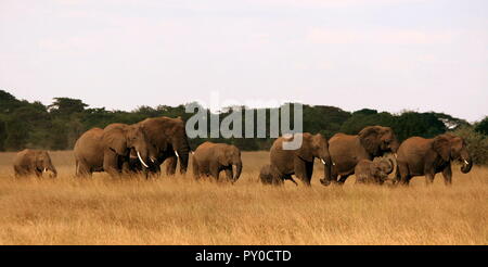 Herd of African Elephants on the move - Serengeti, Tanzania Stock Photo