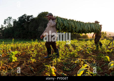 Two men carrying tobacco leaves in plantation, Vinales, Pinar del Rio Province, Cuba Stock Photo