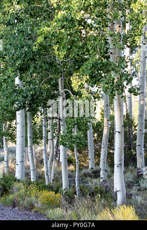 Quaking Aspen Grove 'Pando Clone' , also known as Trembling Giant ...