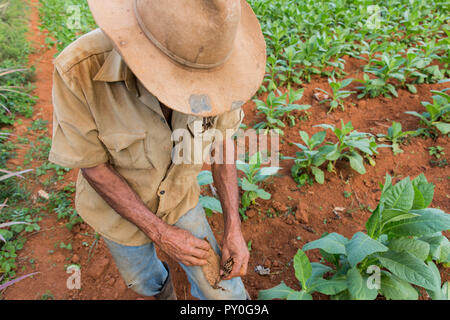 Mature farmer rolling cigar on tobacco plantation, Vinales, Pinar del Rio Province, Cuba Stock Photo