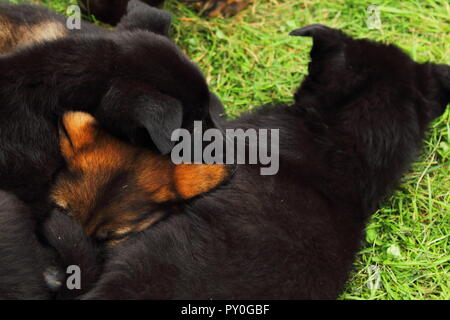 Three German shepherd pups resting together in the grass Stock Photo