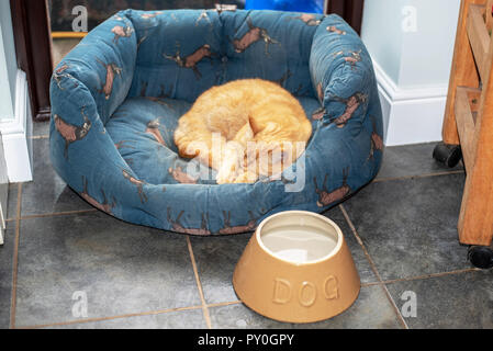 Ginger cat asleep in a dog's bed Stock Photo