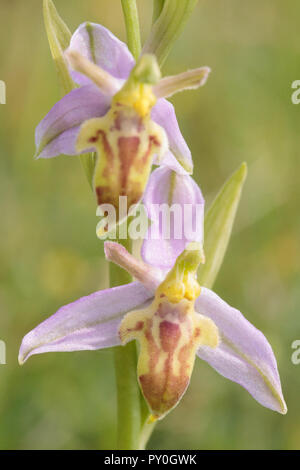 Wasp orchid (Ophrys apifera var trollii). Dorset, UK. Stock Photo