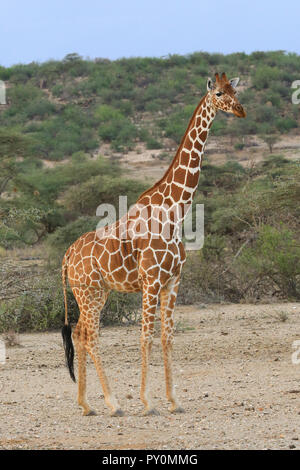 A reticulated giraffe standing in the open at Shaba National Reserve in Kenya.
