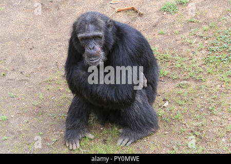 The chimpanzee named Socrates at the Sweetwaters Chimpanzee Sanctuary at Ol Pejeta Conservancy in Laikipia County, Kenya. Stock Photo