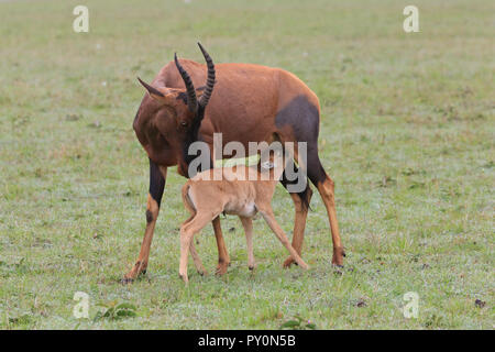 A Topi nursing her newborn at Masai Mara Game Park, Narok County, Kenya. Stock Photo