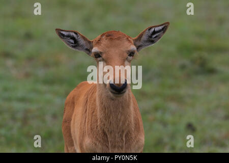 A newborn topi looks with curious eyes at the camera at Masai Mara Game Park, Narok County, Kenya. Stock Photo