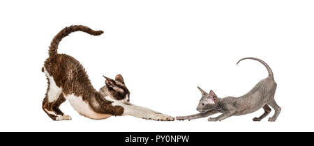 Devon rex, Peterbald kitten, in front of white background Stock Photo