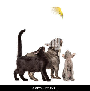 Mixed-breed black cat, Peterbald kitten, French bulldog, Rosy-faced Lovebird flying, Agapornis roseicollis, in front of white background Stock Photo