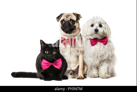 Mixed-breed cat, Pug in red bow tie sitting, Maltese dog, in front of white background Stock Photo