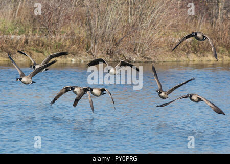 Flock of Canada Geese flying over a pond Stock Photo