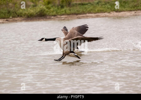 Two Canada Geese Landing on a Pond Stock Photo