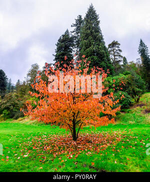 Falling leaves from a beautiful chinese tree (Davidia Involucrata) during autumn season in Benmore Botanic Garden, Loch Lomond and the Trossachs Natio Stock Photo
