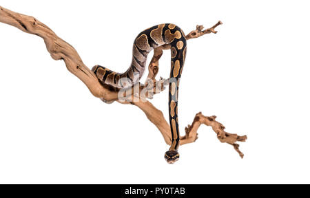 Python regius, against white background Stock Photo