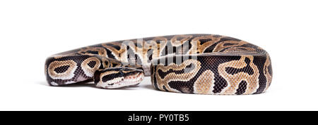 Python regius, against white background Stock Photo