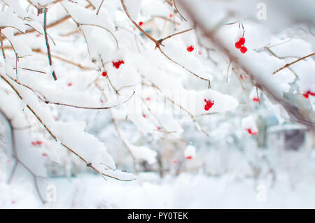 Several red ripe fruits of viburnum covered in snow and hanging on branches in a garden. Cold winter day in January Stock Photo
