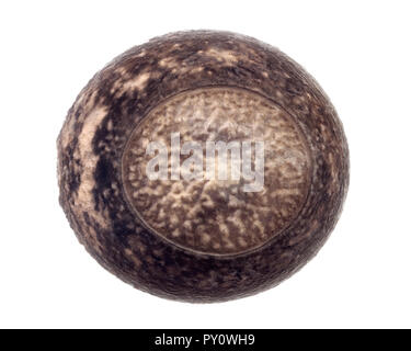 Egg of stick insects - Peruphasma schultei Stock Photo