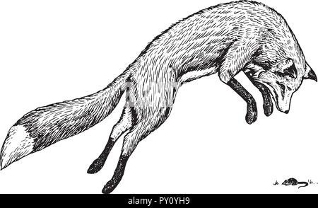 Soaring red fox. Wild forest animal jumping up. Food search concept. Vintage style. Engraved hand drawn sketch. Stock Vector