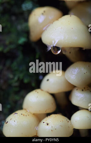 Wild Mushrooms Growing on side of tree Stock Photo
