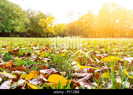 lawn and autumn foliage on sunny day Stock Photo
