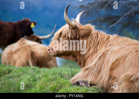 Highland cows in Wester Ross, Scotland, UK Stock Photo