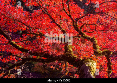 Fall colour, VanDusen Botanical Garden, Vancouver, British Columbia, Canada Stock Photo