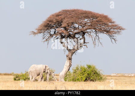 savanna elephant, Loxodonta africana, eating under an acacia, Etosha National Park, Namibia Stock Photo