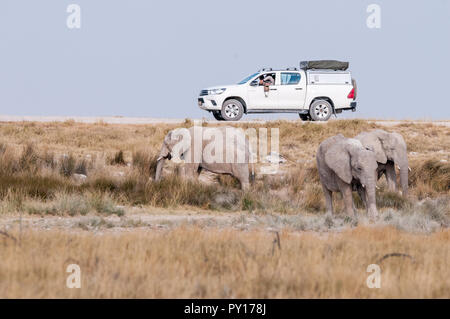 savanna elephant, Loxodonta africana, 4x4 with tourists taking pictures, Etosha National Park, Namibia Stock Photo