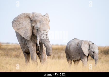 savanna elephant, Loxodonta africana, Etosha National Park, Namibia Stock Photo