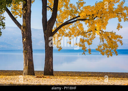 Fall colour, Boyce-Gyro Park, Kelowna, British Columbia, Canada Stock Photo