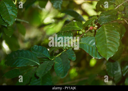 Green coffee beans on tree branch close up view Stock Photo