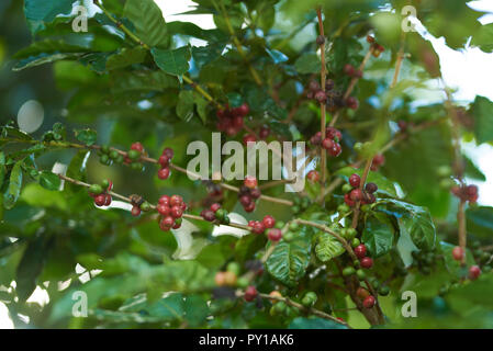 Unriped coffee beans on arabica tree close up view Stock Photo