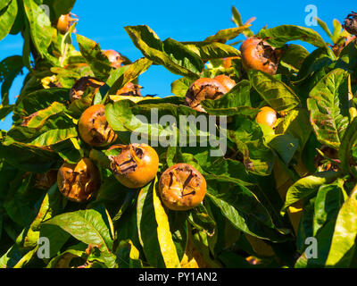 Mespilus germanica, known as the medlar or common medlar, is a small tree, and the name of the fruit growing in Helmsley Walled Garden North Yorkshire Stock Photo