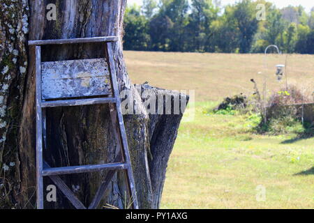 Old wooden step ladder against old tree. Stock Photo