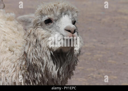 content alpaca face Stock Photo