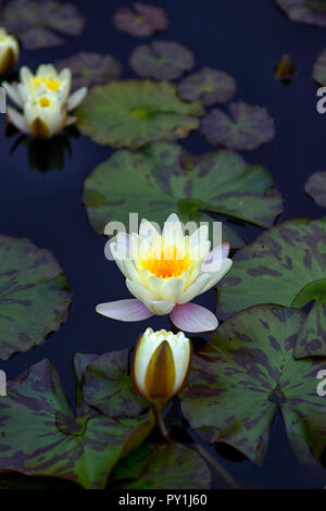 european white water lily,Nymphaea alba,pond,pool,water lilies,foliage,leaves, Stock Photo