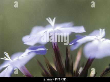 Bleiwurz, blaue Blueten Stock Photo