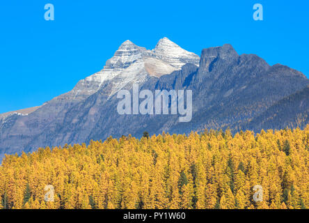 larch in fall color below mount stimson and threesuns mountain in glacier national park near west glacier, montana Stock Photo