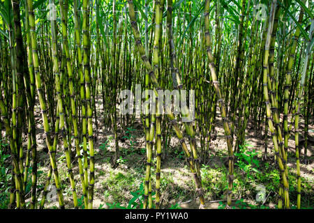 Sugar cane growing in an organic farm at Sathyamangalam Tamil Nadu ...