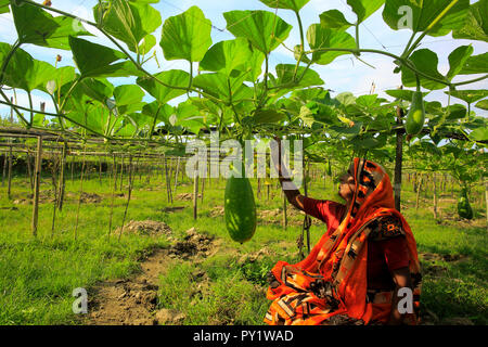 A woman tends her organic vegetables garden at Singair in Manikganj, Bangladesh. Stock Photo