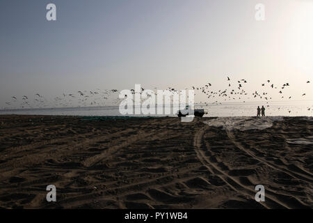 Fishermen working at the Fujairah Beach, seagulls flying across the beach makes a brilliang shot Stock Photo