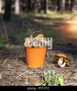 edible forest mushrooms in an orange iron bucket in the middle of the forest on an autumn afternoon Stock Photo