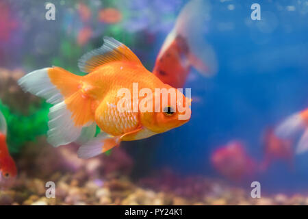 Goldfish in freshwater aquarium with green beautiful planted tropical Stock Photo