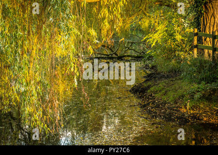 A weeping willow in autumn sheds its coulourful leaves on a pond. Stock Photo