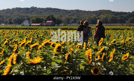 Morning Visit to the Sunflower Farm Stock Photo