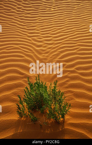Plant growing in Desert landscape, Saudi Arabia Stock Photo