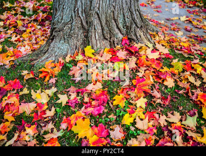 Colorful autumn Leaves on ground, Bennington, Vermont, fall USa, fall New England fall orange yellow trees garden dry garden tree enchanted Stock Photo