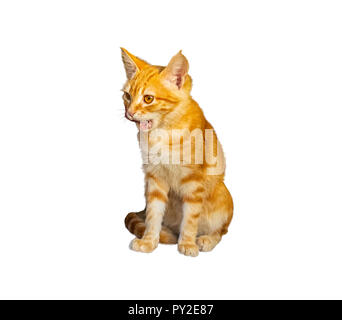 Little red kitten sitting and licking isolated on white Stock Photo