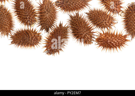dry Xanthium strumarium isolated on white background has medicinal properties with copy space for your text. Top view. Flat lay pattern. Stock Photo